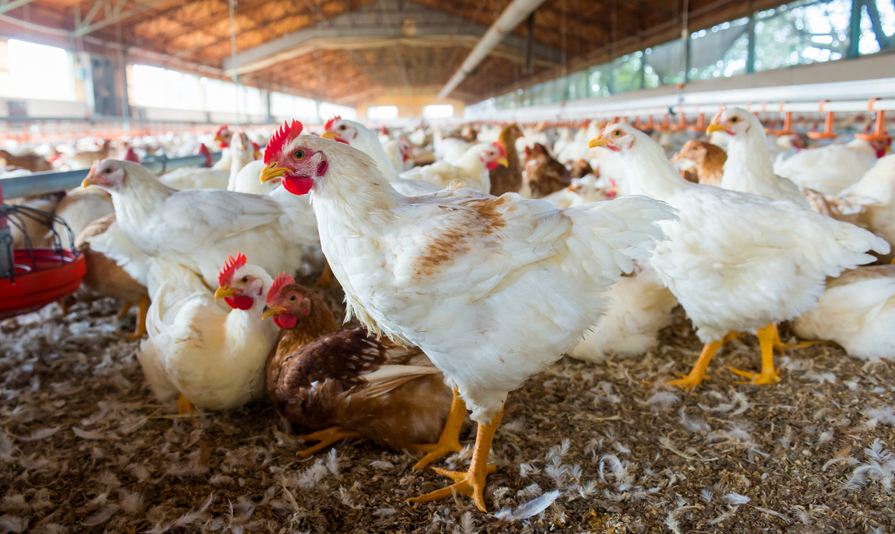Top 10 Poultry Farm In Chennai