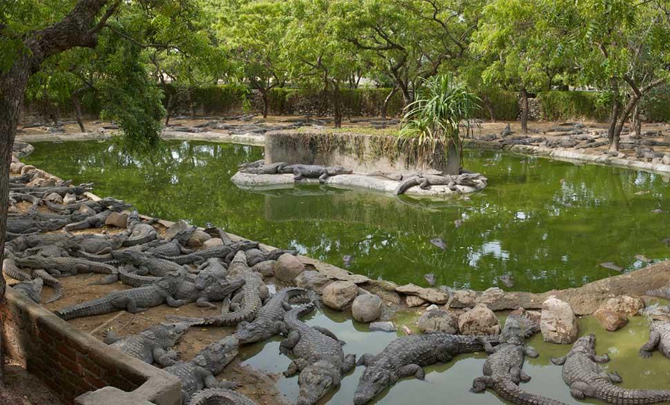 Crocodile show in chennai