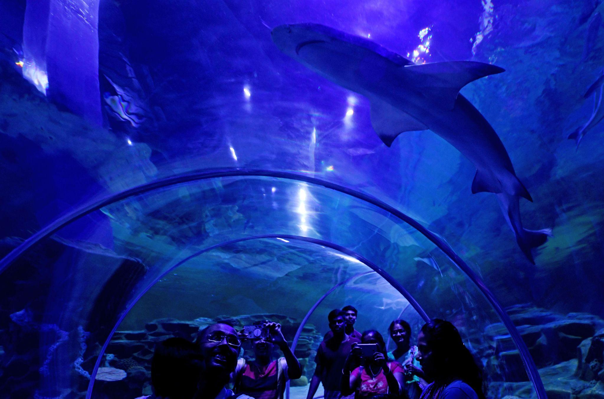 VGP Marine Kingdom