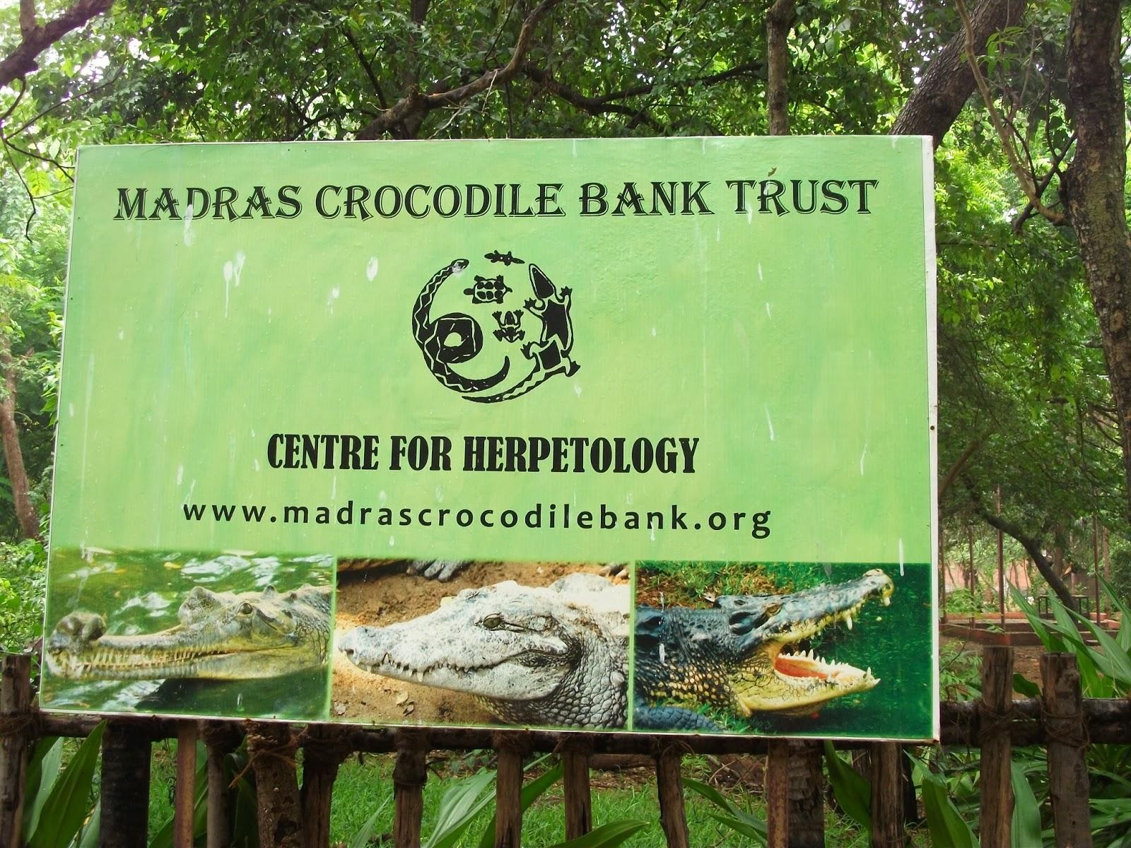crocodile shows in chennai